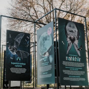 Выставка «Многосторонне талантливые летучие мыши»
